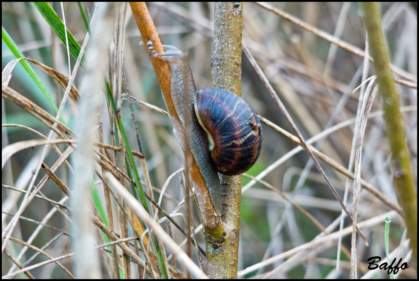 Lumache arrampicatrici